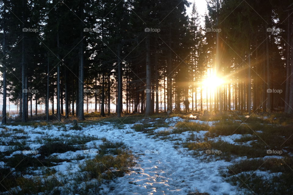 Snow, Winter, Dawn, Tree, Wood