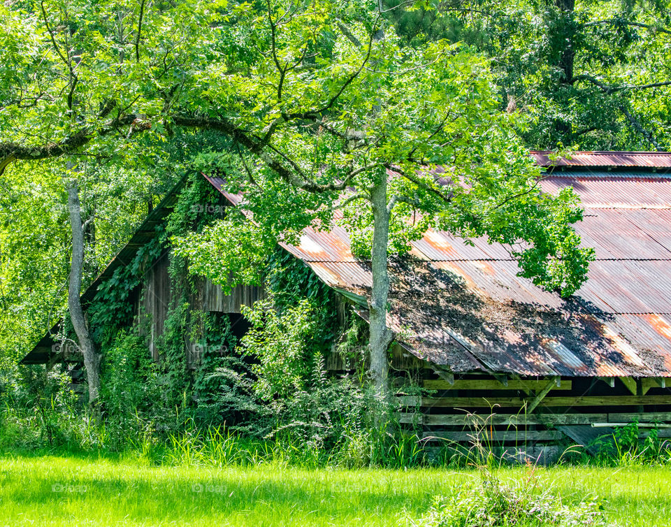 Rustic dilapidated falling down overgrown barn in the countryside of Louisiana 