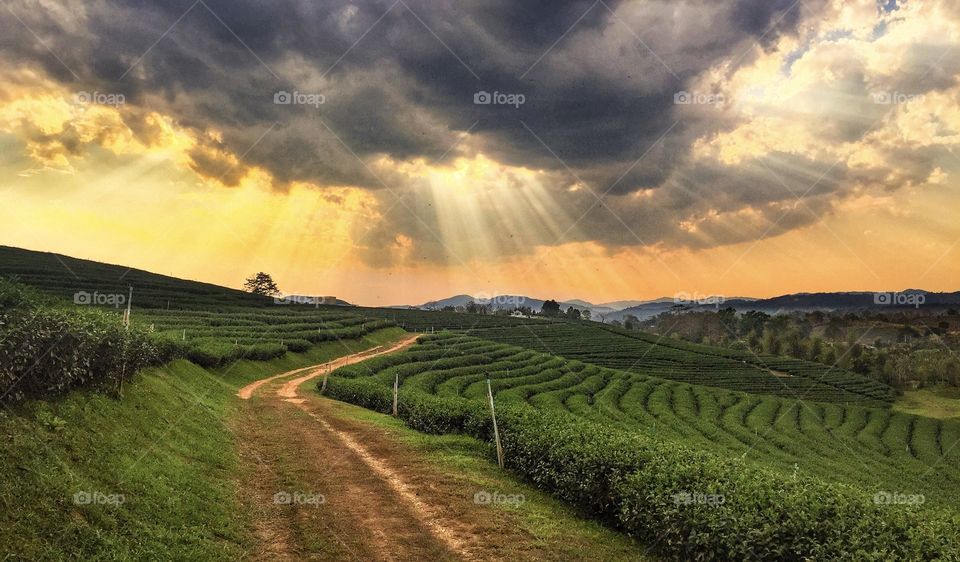 Road to the light at tea plantation