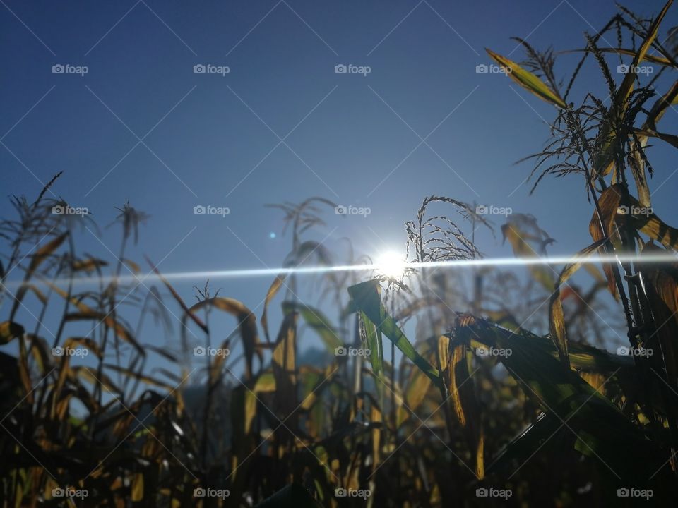 The dry corn in mercy less sun...