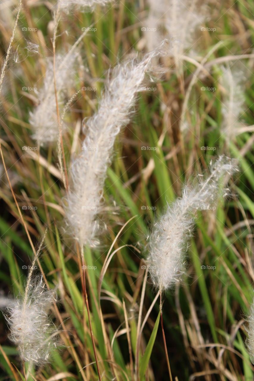 Whispy plant in wind