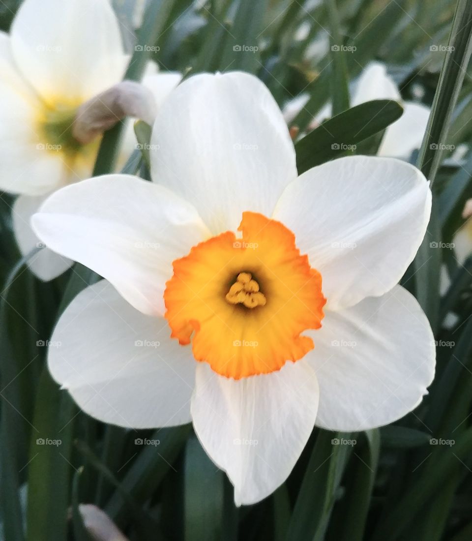 narzisse weiß Blume gelb Frühling