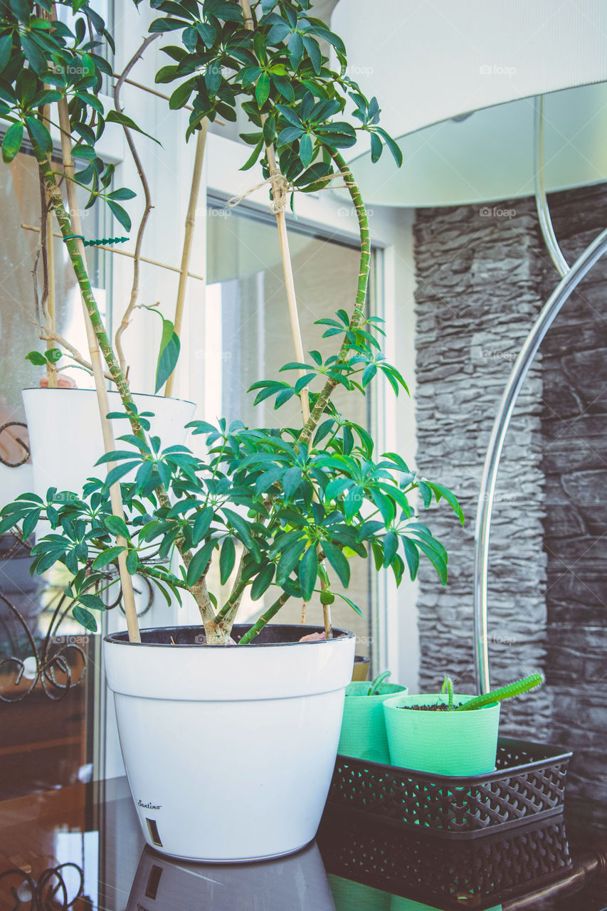 House plants in pots