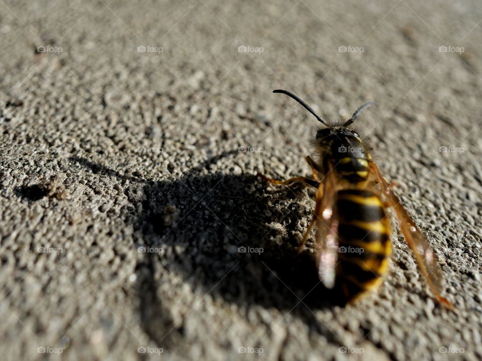 Wasp shadow