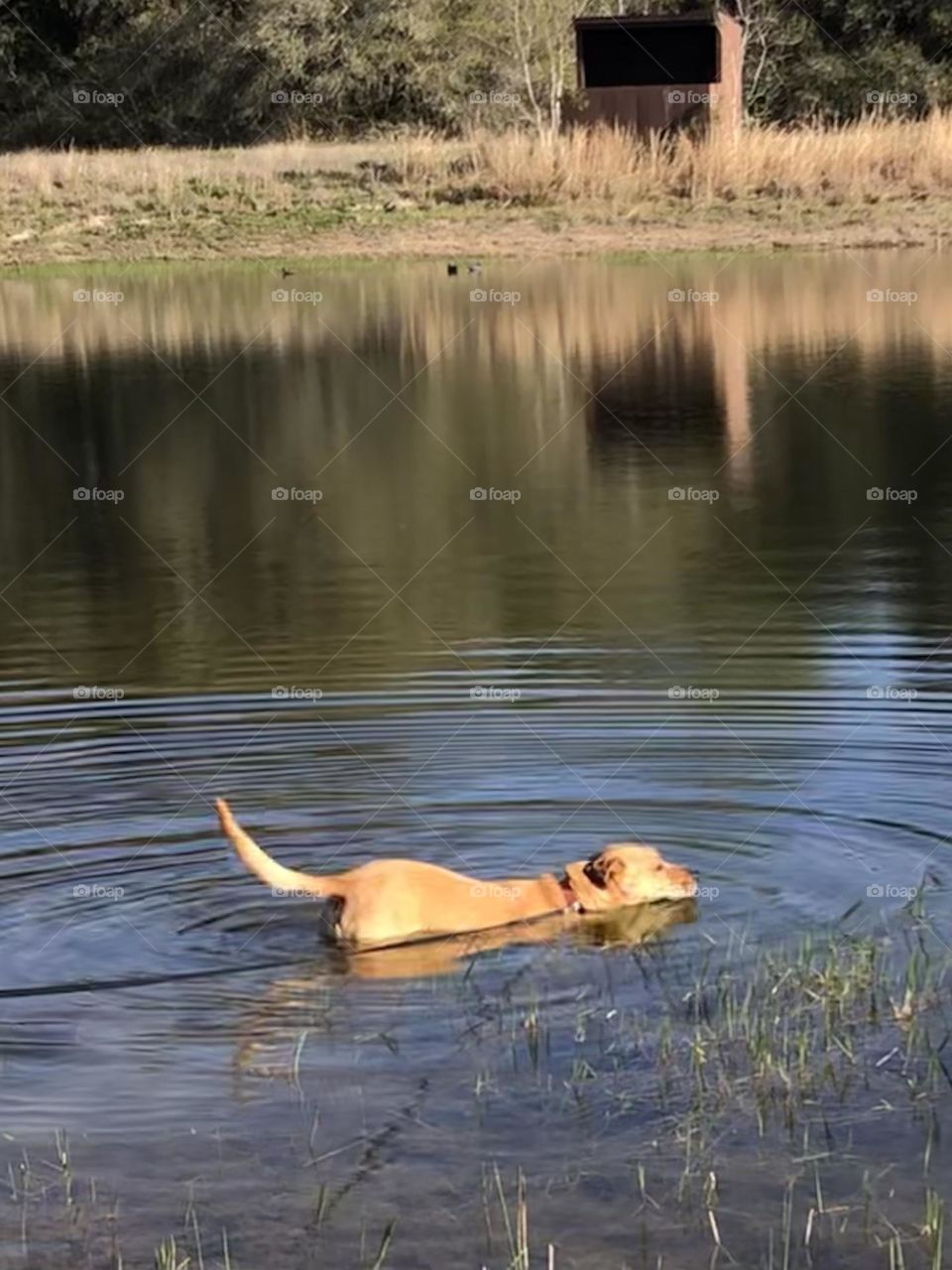 Penny, our 4 year old rescue, had to take a dip in the middle pond during our run outside the high fence - it was pretty warm out there. And yes, that is a duck blind behind her for duck hunting come fall! She’s practicing!