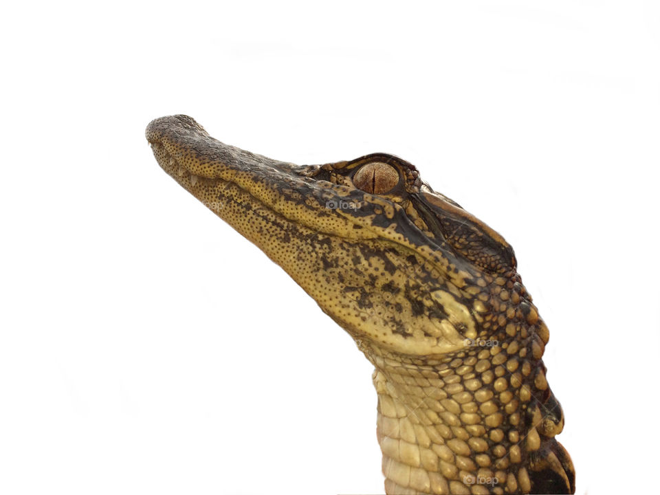 Just a gator, baby alligator head and neck side profile picture. Reptilian eyes, big toothy grin