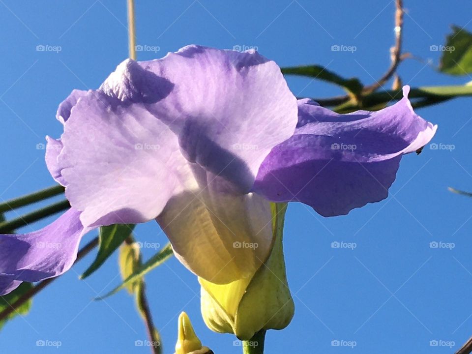 Sunlight on purple flower