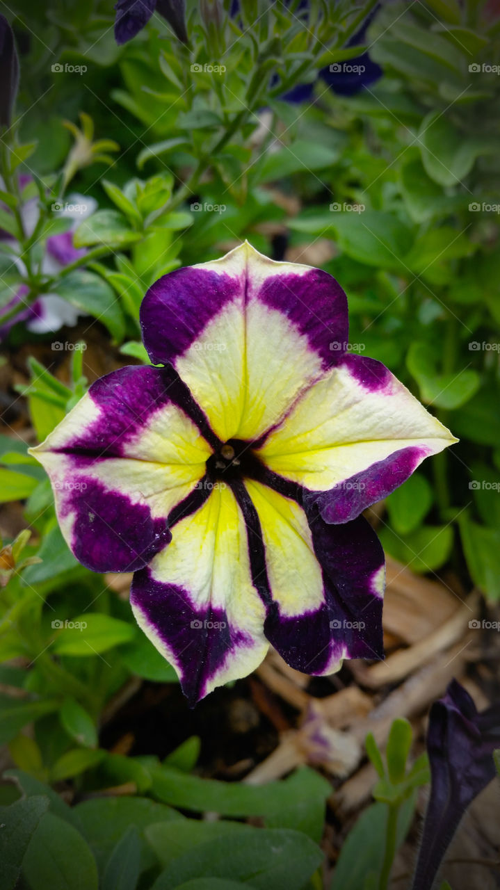 Camel Petunia