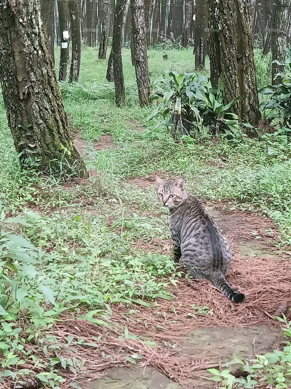 cat in the forest