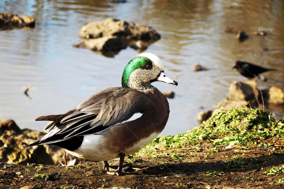 A Colorful American Wigeon. Out Of It's Element For The Winter. 