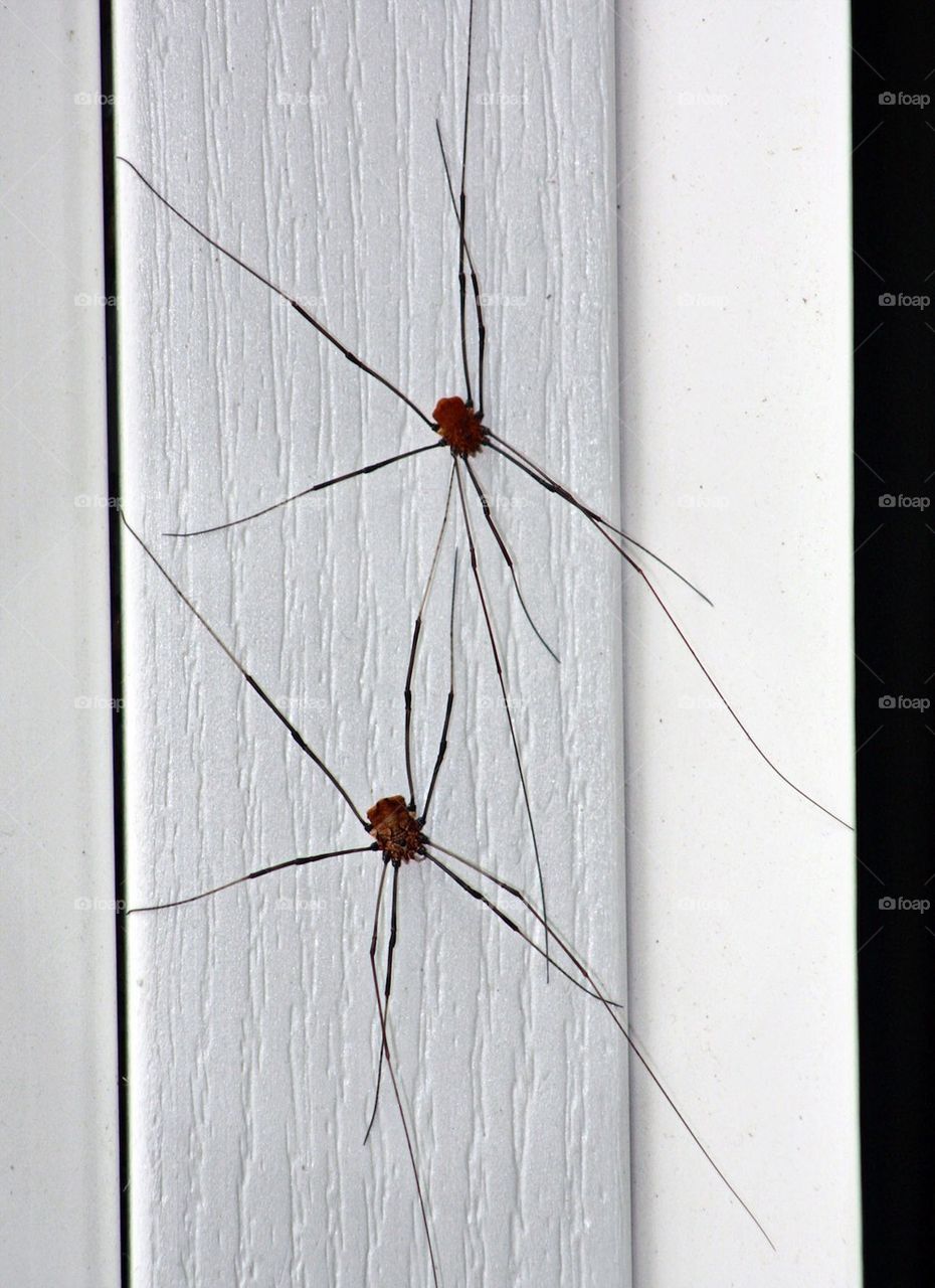 Daddy Long Leg spider