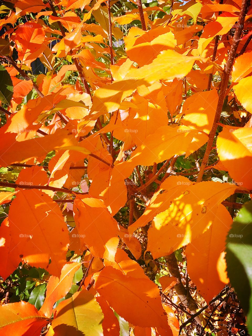 Natural texture of autumn leaves in the sun