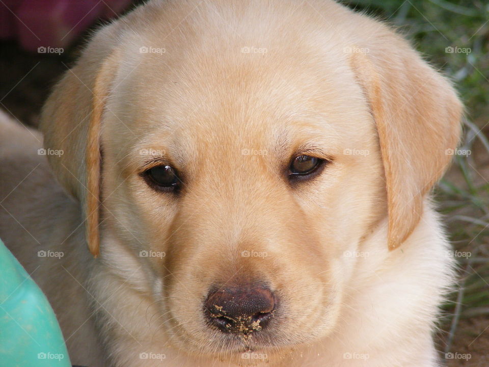 Close-up puppy