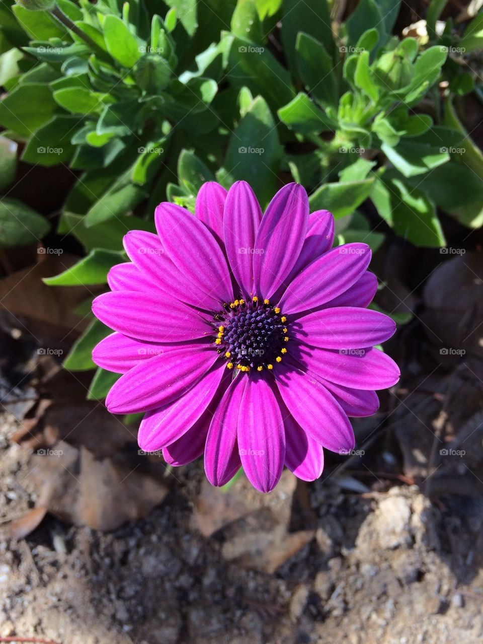 Purple Daisy 