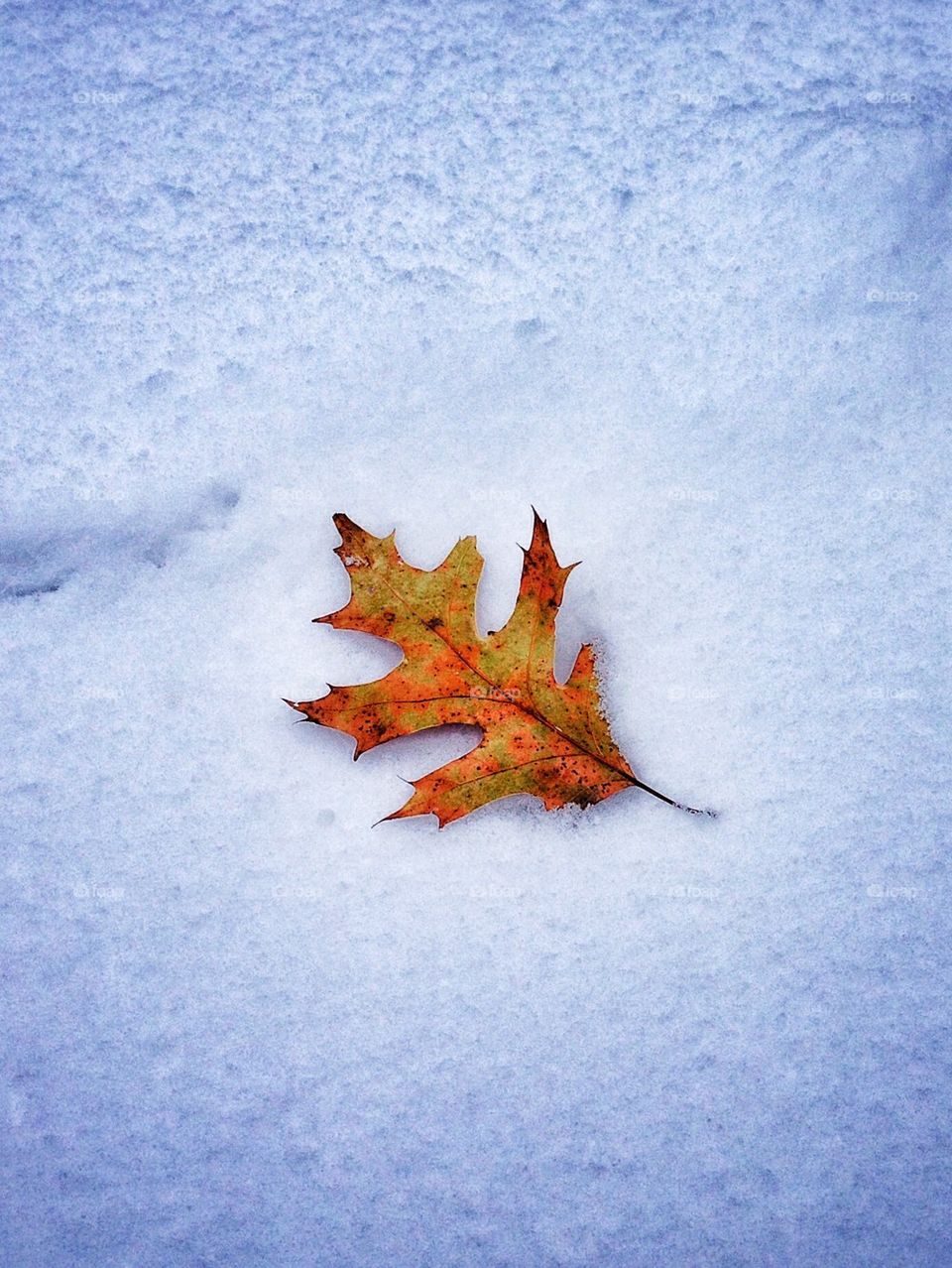 Fall to Winter