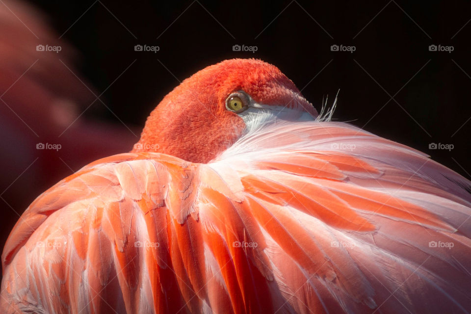 shy flamingo