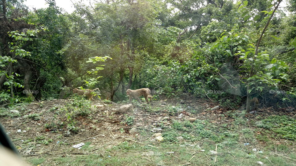 Monkeys in Rajaji National Park