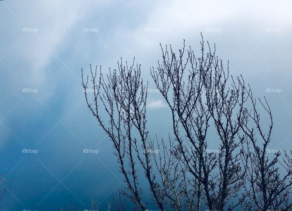 Branches and sky 1