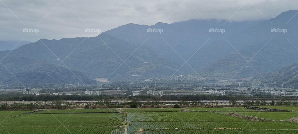 aerial view of rice fields in taiwan