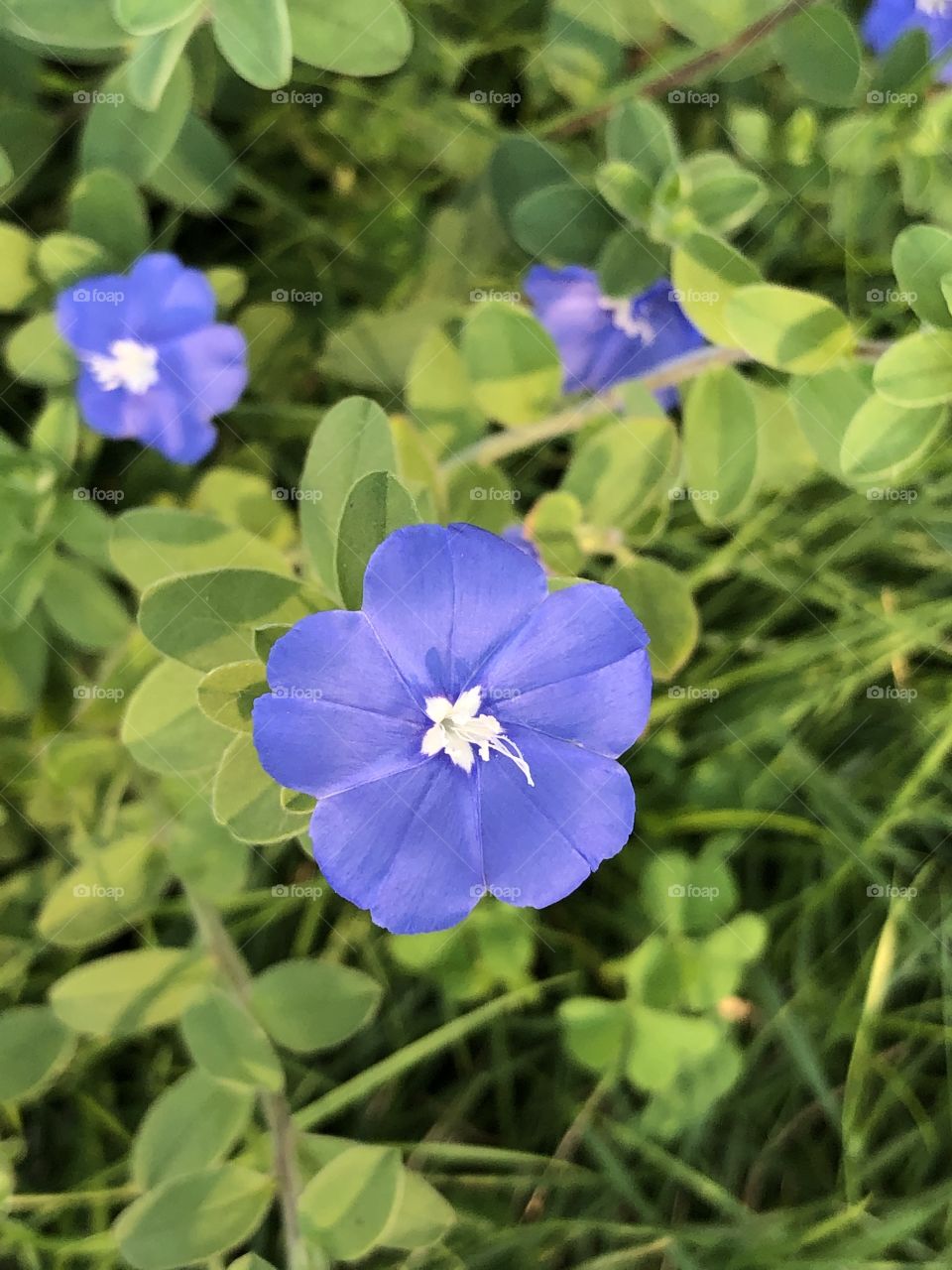 Tiny flowers on the side of the road. The color of the flowers is beautiful for a pleasant feeling.