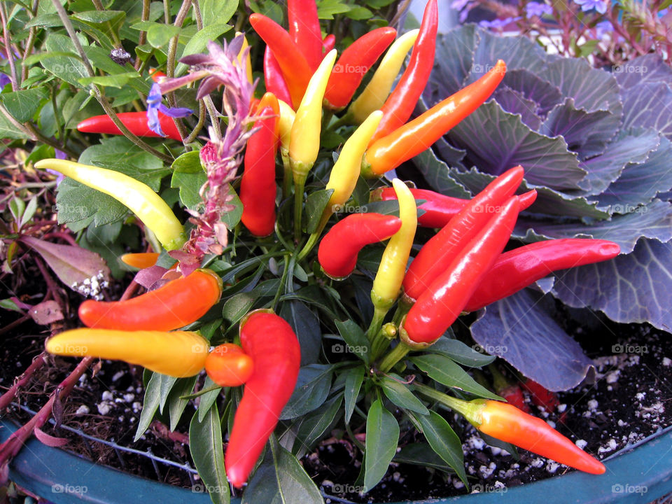 hot peppers fall festival by vincentm