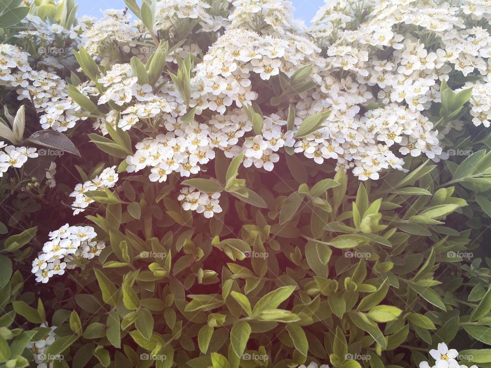 Tiny flowers in dense compact small bush PLUS warm light improvement