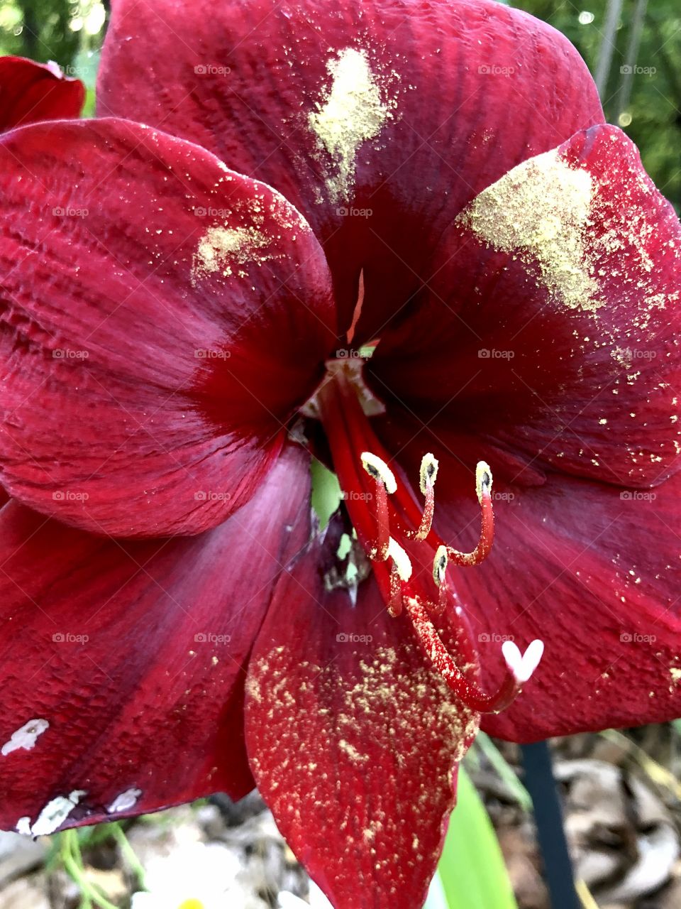Full frame closeup of red amaryllis bloom with pollen grains 