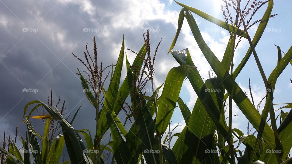 corn tops. cornfield
