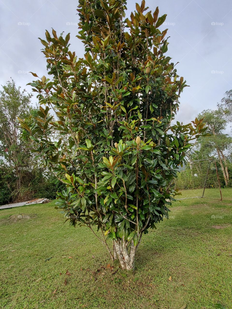beautiful magnolia tree