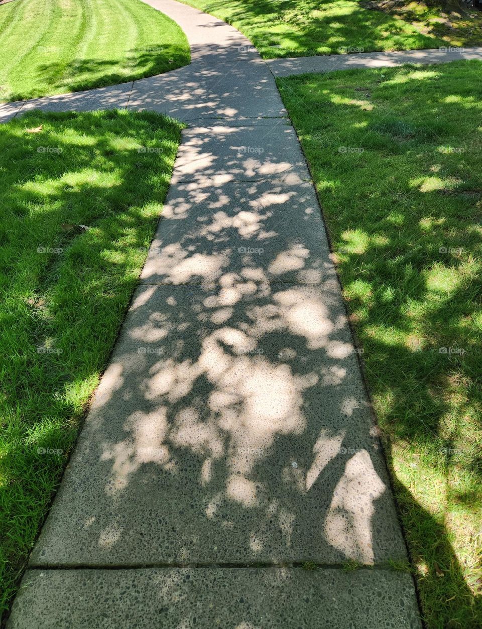 cement walkway through Suburban Oregon Apartment complex shadowed by trees on a sunny Summer day