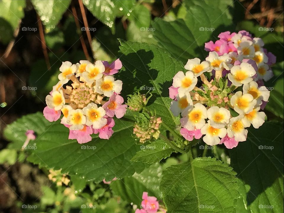 Lantana