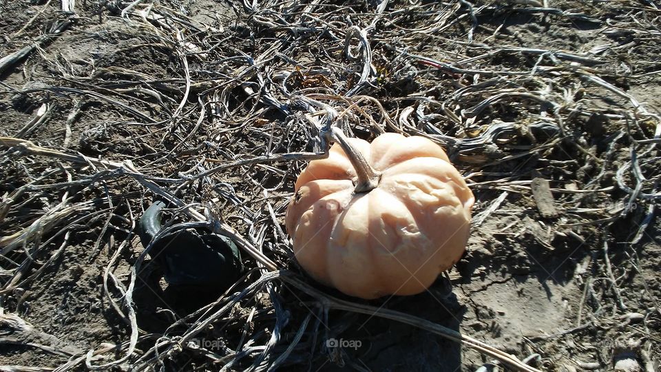 Mini pumpkin in fall field