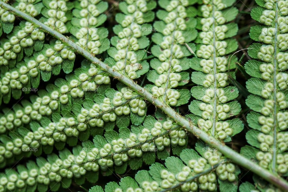 Shades of green only on the underside of a fern in my garden 