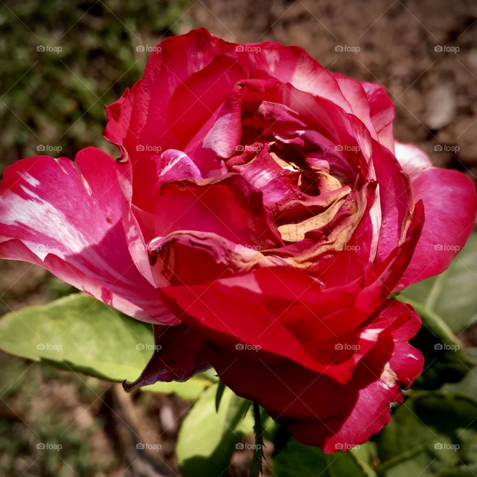 🌹 🇺🇸 Very beautiful flowers to brighten our day.  Live nature and its beauty. Did you like the delicate petals? / 🇧🇷 Flores muito bonitas para alegrar nosso dia. Viva a natureza e sua beleza. Gostaram das pétalas delicadas? 