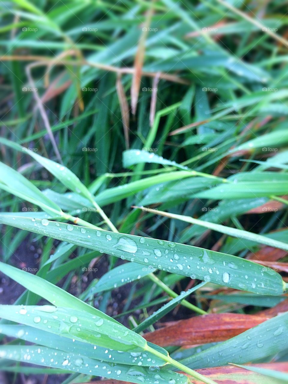 Rain drops on leaf close up