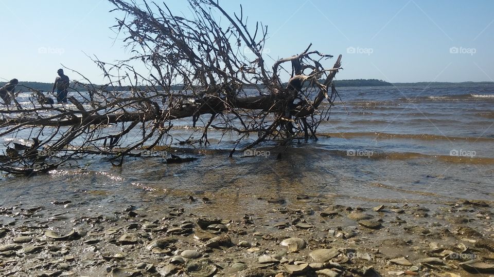 The single dead tree...