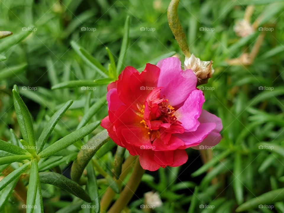 the Portulaca Grandiflora