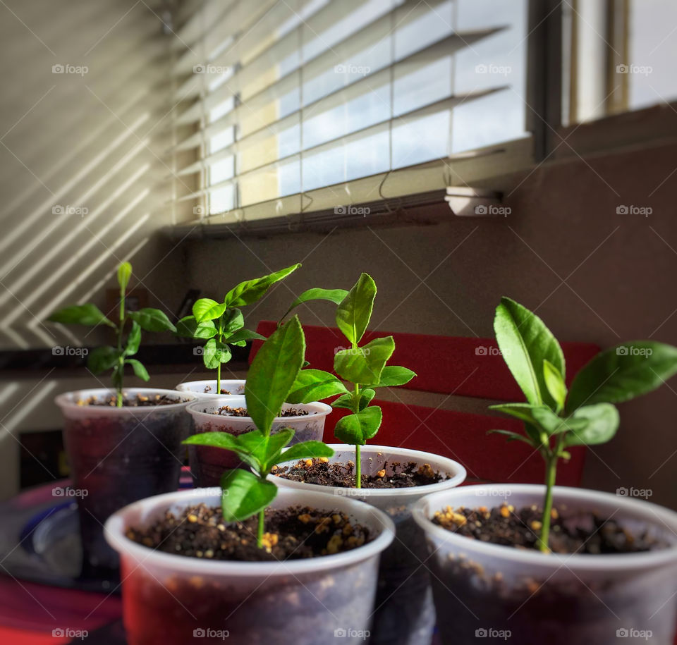 Lemon tree seedlings by an apartment window