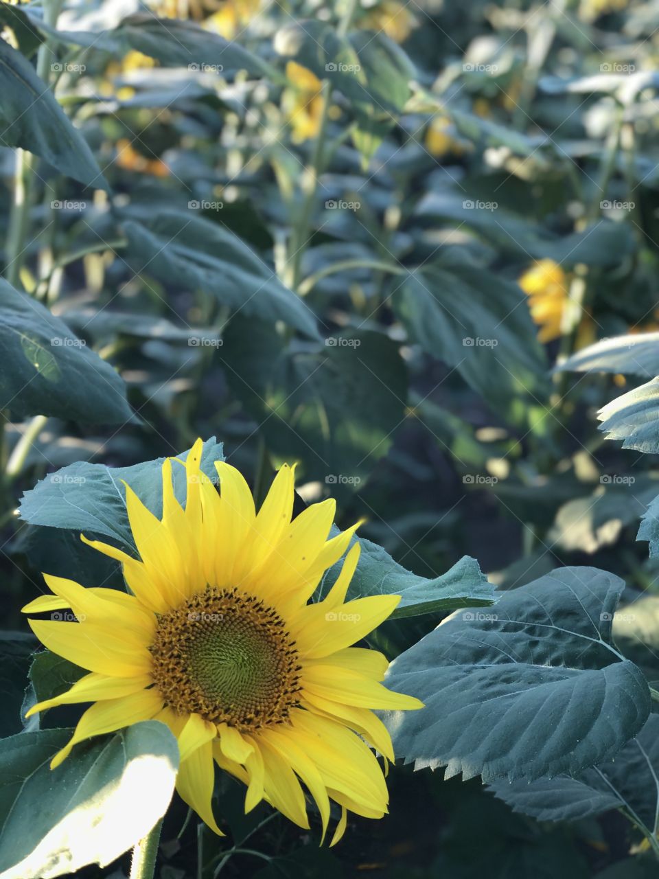 Sunflower looks to the sun and it feels happy. Our nature is beautiful, we are very lucky to have ability living here on the earth.