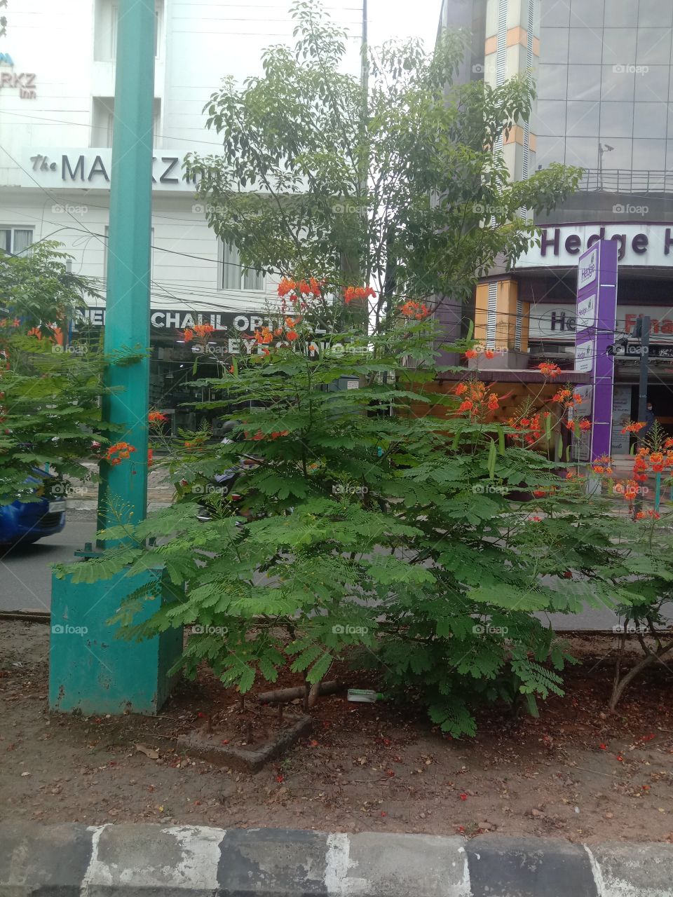 Which plant is attractive and which is distracting???🤔☺️