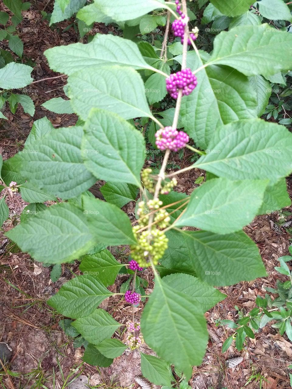 An unusual purple flowering plant