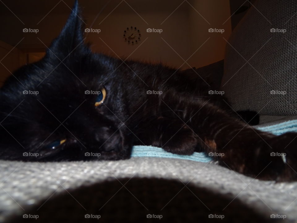 lazy black cat