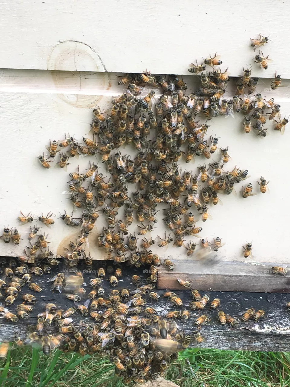 Honey bees 