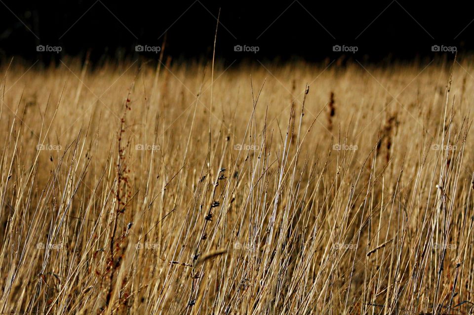 Autumn grass