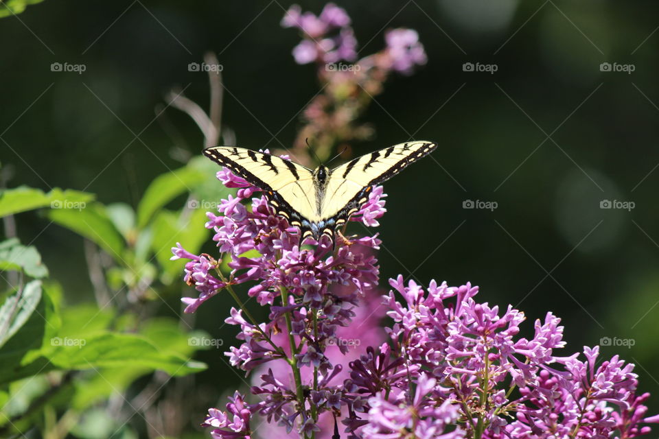 Eastern Tiger Swallowtail Butterfly Enjoying the beautifully blooming lavender lilacs!