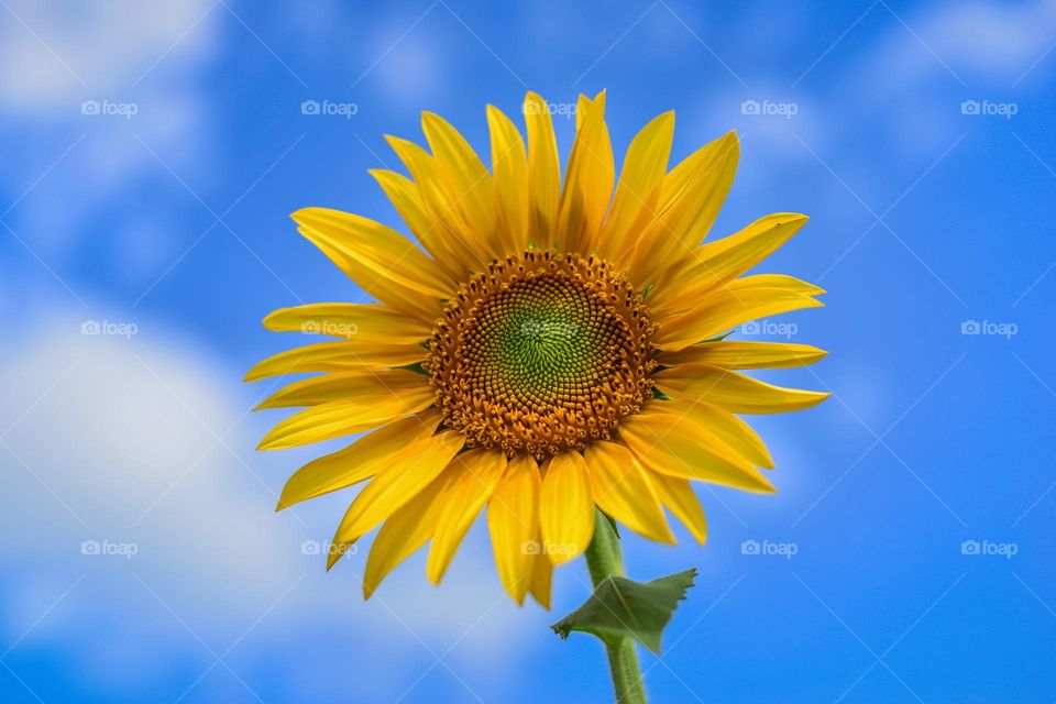 sun flower