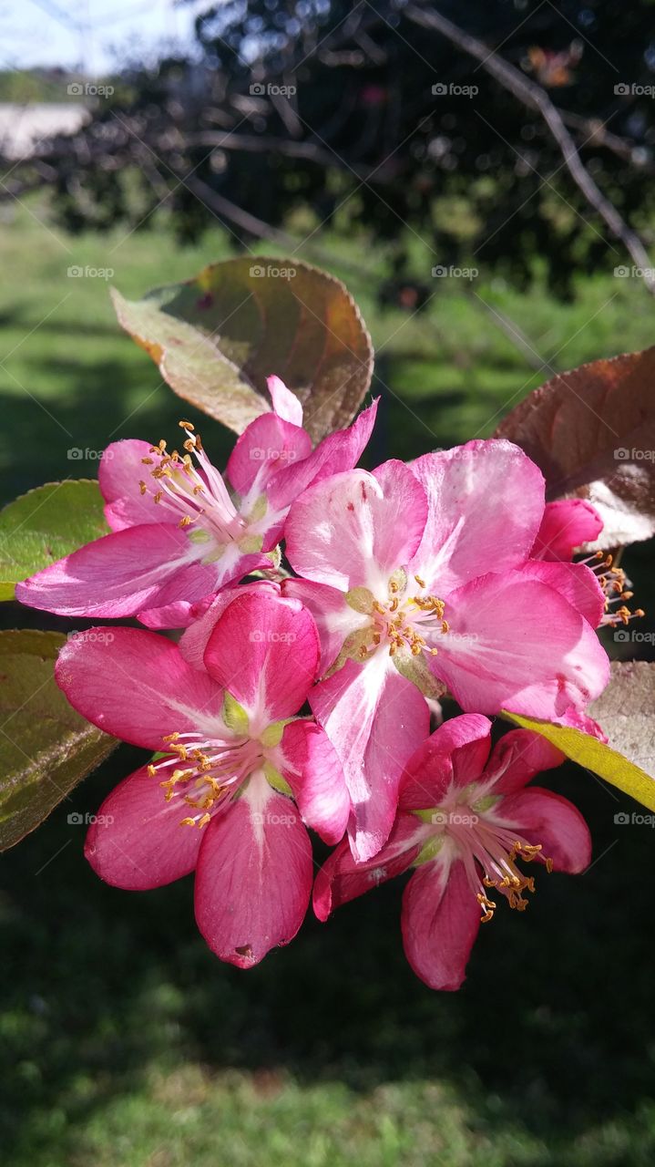 Flower, Nature, Garden, Flora, Leaf