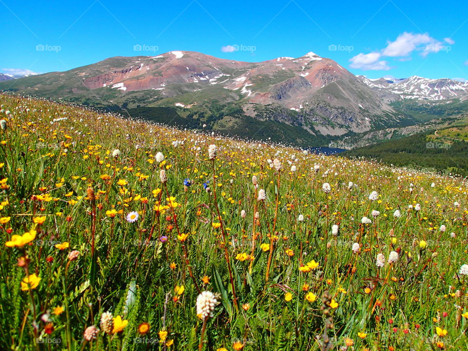 Colorado wildflowers