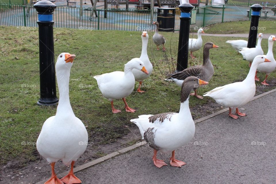 Geese waiting to be fed.
