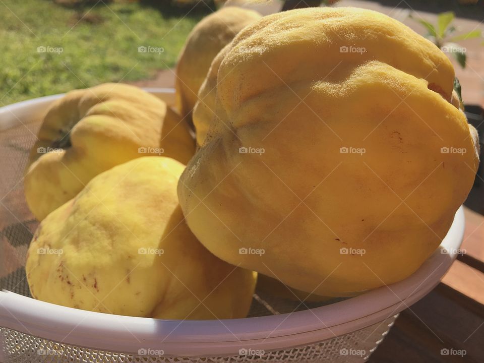 Colander full of fresh picked organic quince fruit